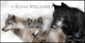 Susan Williams 3 Wolves Photograph on Canvas - Cowgirl Kim