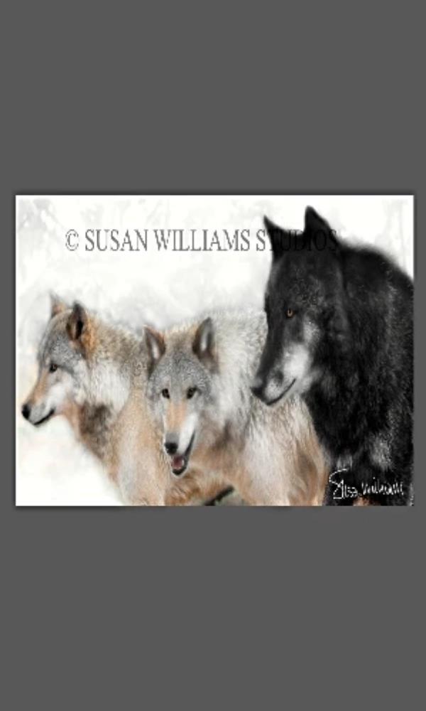Susan Williams 3 Wolves Photograph on Canvas - Cowgirl Kim