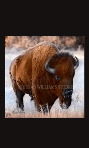 Susan Williams Bison Photograph on Canvas - Cowgirl Kim
