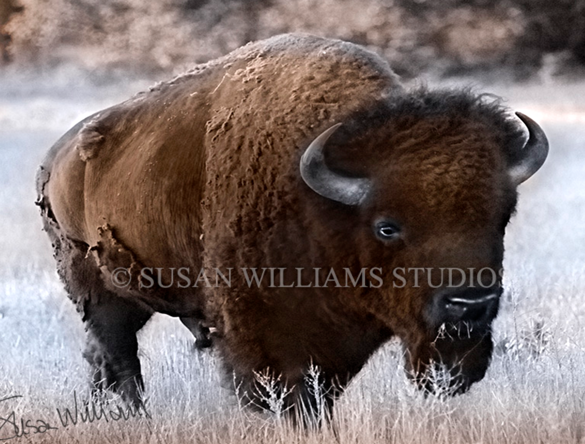 Susan Williams Bison Photograph on Canvas - Cowgirl Kim